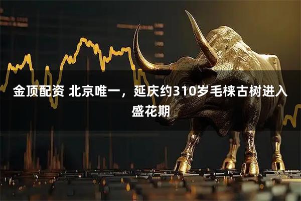 金顶配资 北京唯一，延庆约310岁毛梾古树进入盛花期